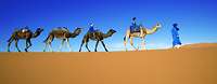 Einheimische mit blauen Gewändern reiten auf ihren Kamelen durch die Wüste.