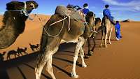 Personen in blauer Kleidung reiten auf Dromedaren durch die Wüste
